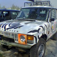 zebra przed
